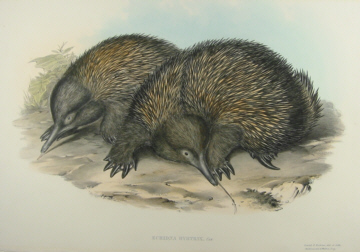 John Gould Mammals of Australia